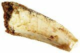 Bargain Raptor Premaxillary Tooth - Real Dinosaur Tooth #296224-1